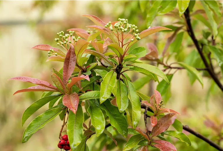 Photinia davidiana