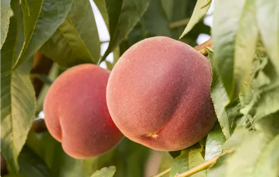 Prunus persica 'Red Haven' Prunus persica 'Red Haven'