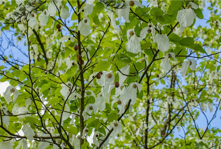 Davidia involucrata vilmoriniana Davidia involucrata vilmoriniana