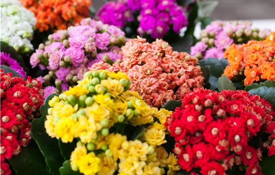 Kalanchoe pflanzen und Blüten im Winter geniessen Kalanchoe pflanzen und Blüten im Winter geniessen
