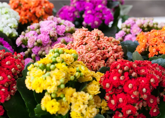 Kalanchoe pflanzen und Blüten im Winter geniessen
