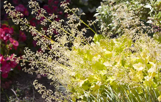 Purpurglöckchen als beliebte Stauden im Garten Purpurglöckchen als beliebte Stauden im Garten