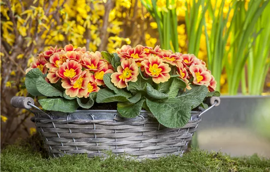 Primeln pflanzen und einen bunten Frühling geniessen Primeln pflanzen und einen bunten Frühling geniessen