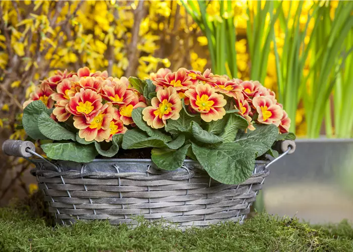 Primeln pflanzen und einen bunten Frühling geniessen