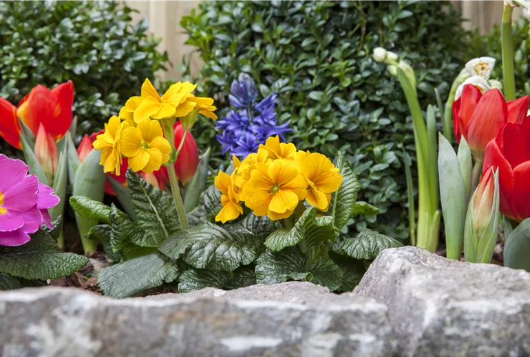 Primula vulgaris, Tulipa, Hyacinthus orientalis Primula vulgaris, Tulipa, Hyacinthus orientalis