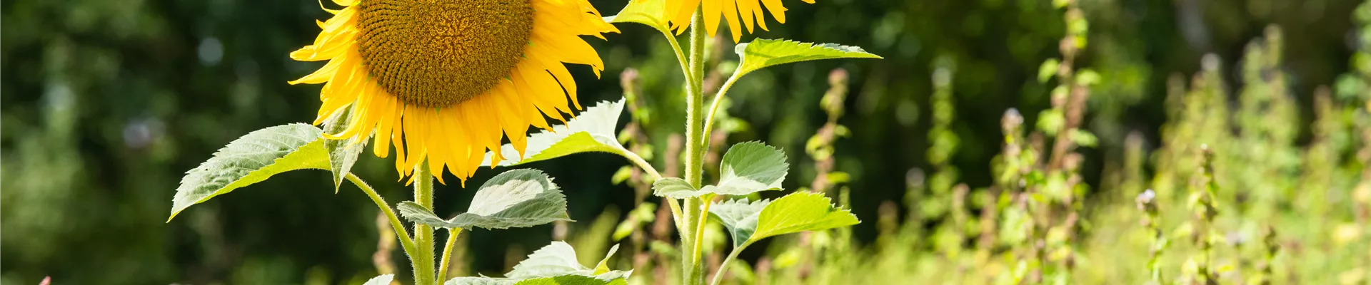 Helianthus annuus Helianthus annuus