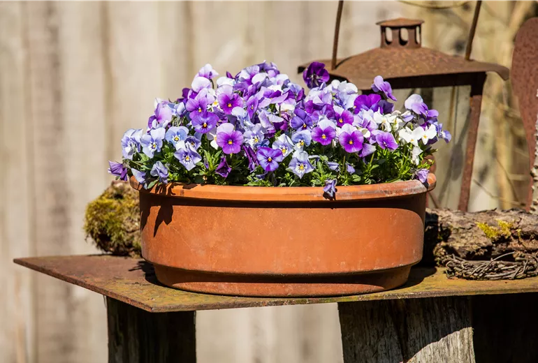 Veilchen in Topfbepflanzung  Veilchen in Topfbepflanzung