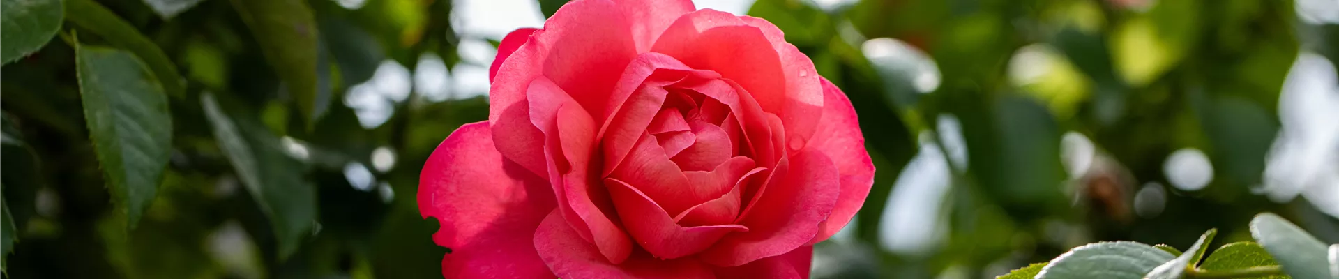 Rosa 'Rosanna' Rosa 'Rosanna'