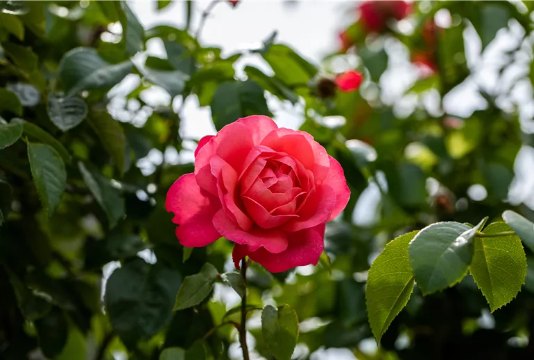 Rosa 'Rosanna' Rosa 'Rosanna'