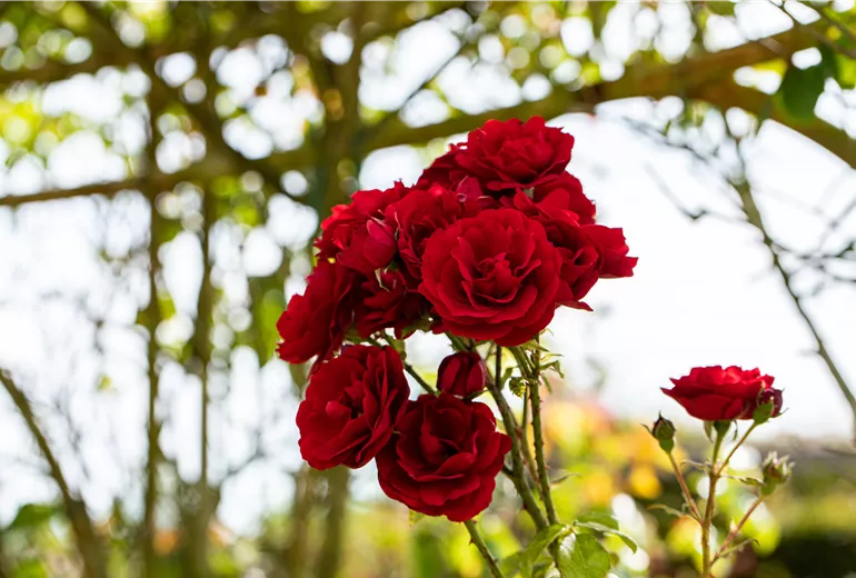 Rosa 'Amadeus' Rosa 'Amadeus'