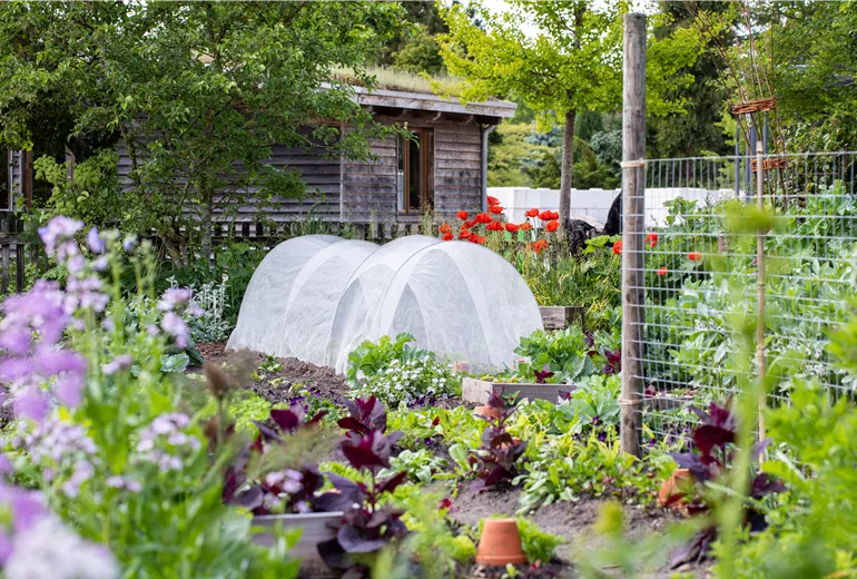Gemüsebeet mit Pflanztunnel Gemüsebeet mit Pflanztunnel