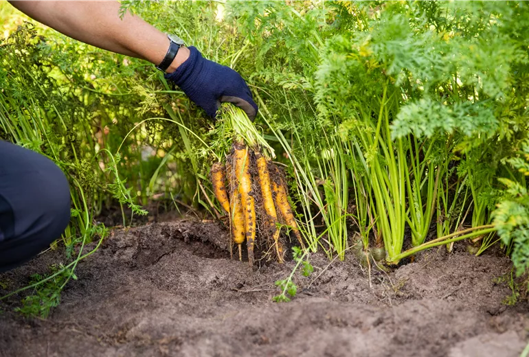 Gemüseernte - Karotten Gemüseernte - Karotten
