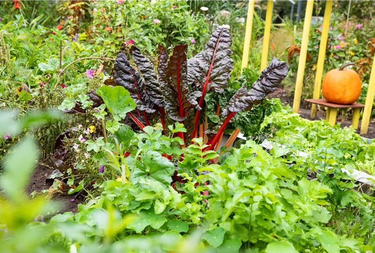 Gemüsegarten  Gemüsegarten