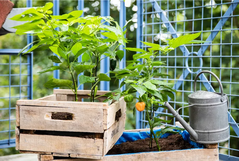 Upcycling - Gemüsebeet Upcycling - Gemüsebeet