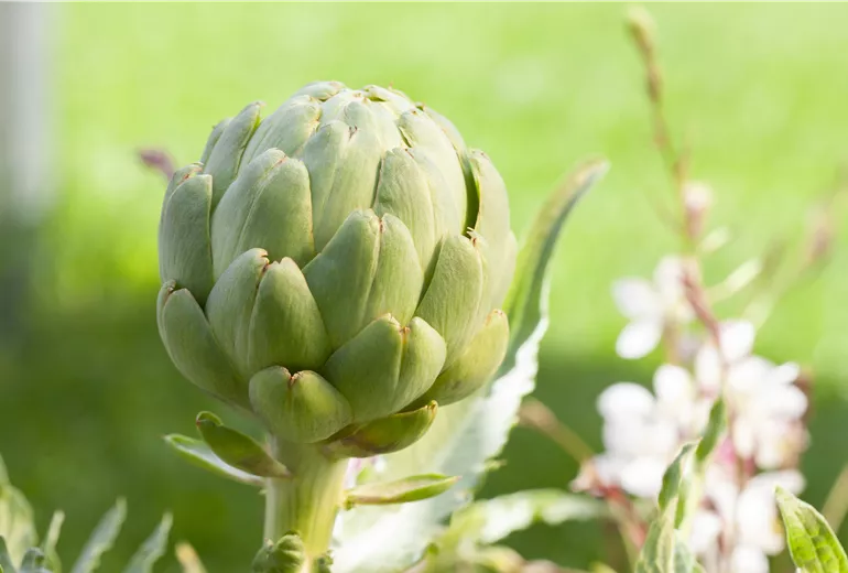 Cynara scolymus Cynara scolymus