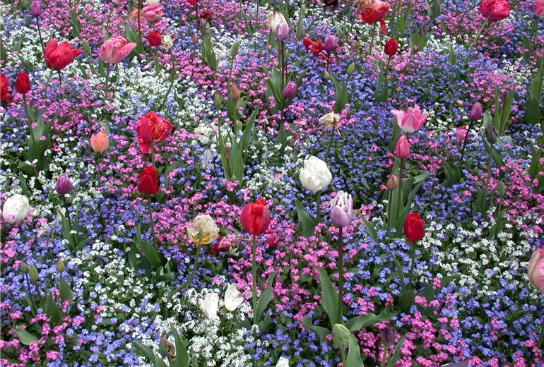 Myosotis sylvatica, Tulipa Myosotis sylvatica, Tulipa