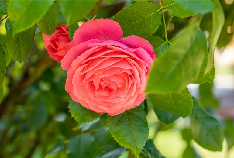 Kletterrose, rot Kletterrose, rot