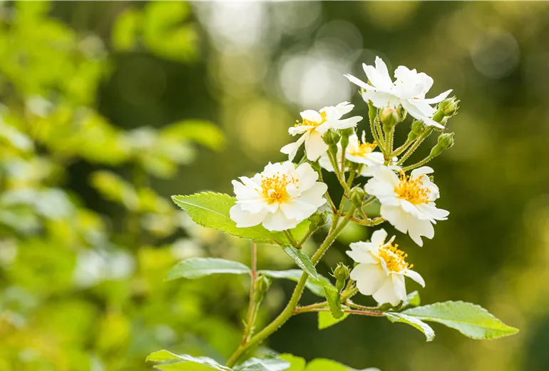 Kletterrose, weiß Kletterrose, weiß