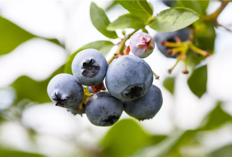 Vaccinium corymbosum
