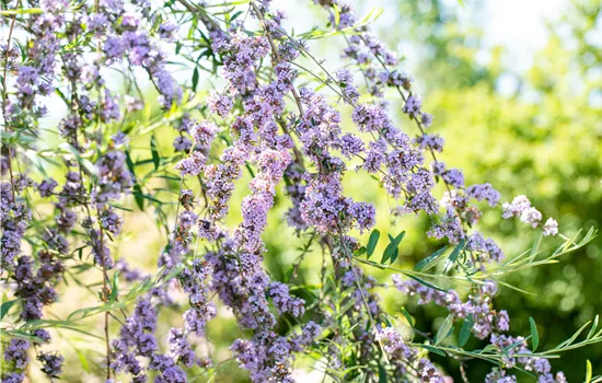 Sommerflieder pflanzen und bunte Blüten bewundern Sommerflieder pflanzen und bunte Blüten bewundern