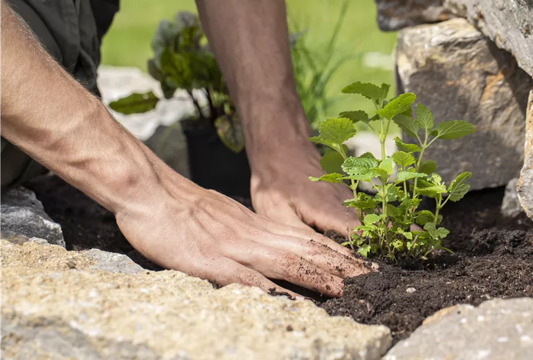 Zitronenmelisse einpflanzen Zitronenmelisse einpflanzen