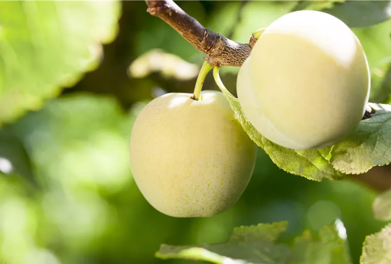 Prunus domestica 'Reine Claude d'Oullins'