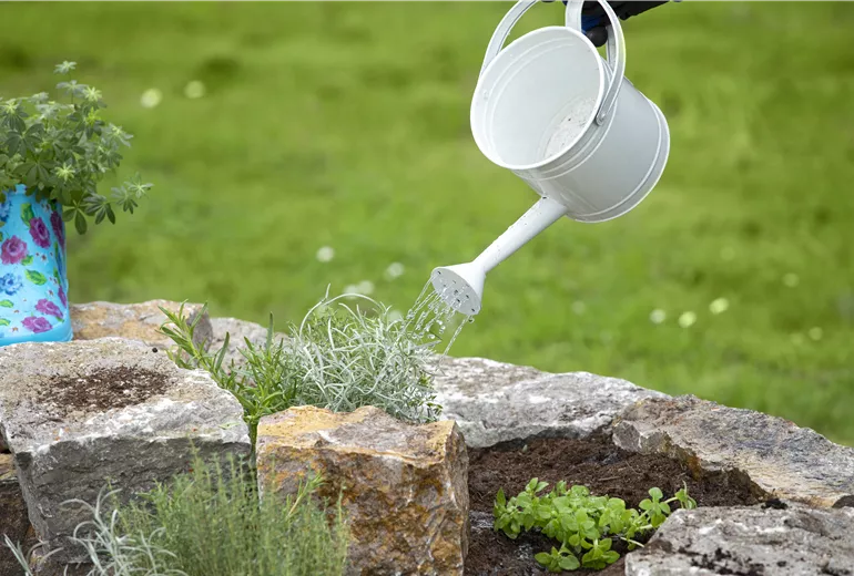 Kräuterbeet - Kräuter giessen Kräuterbeet - Kräuter giessen