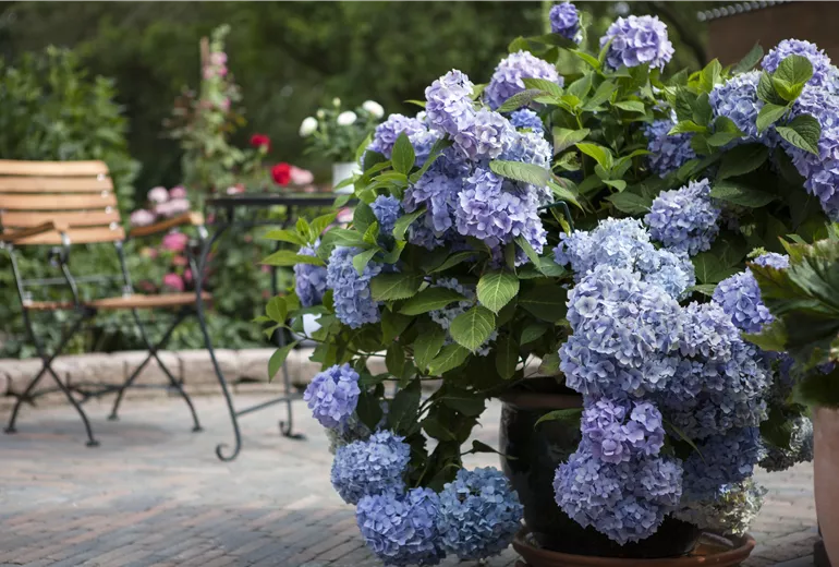 Hydrangea 'Endless Summer'® Hydrangea 'Endless Summer'®