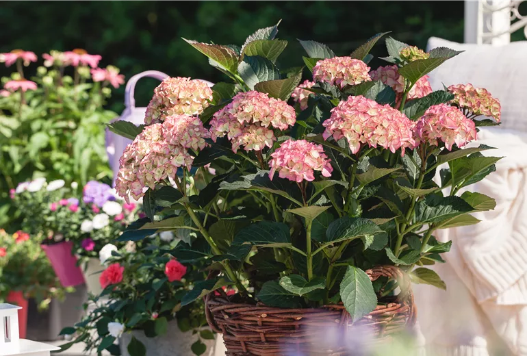 Hydrangea macrophylla, zweifarbig Hydrangea macrophylla, zweifarbig