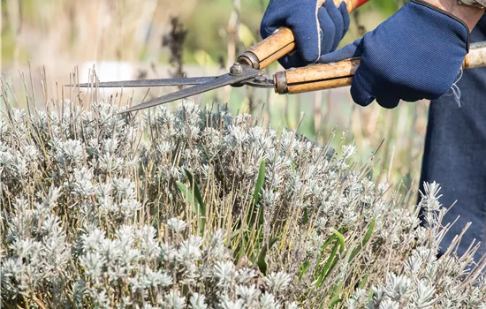 Zeit für eine neue Frisur – Stauden zurückschneiden Zeit für eine neue Frisur – Stauden zurückschneiden