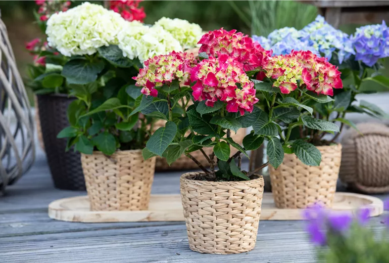 Hydrangea macrophylla, rot Hydrangea macrophylla, rot