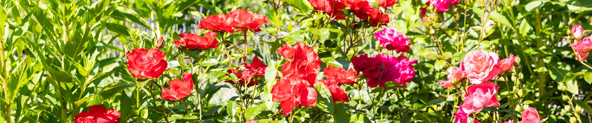 Rosenbeet Rosenbeet
