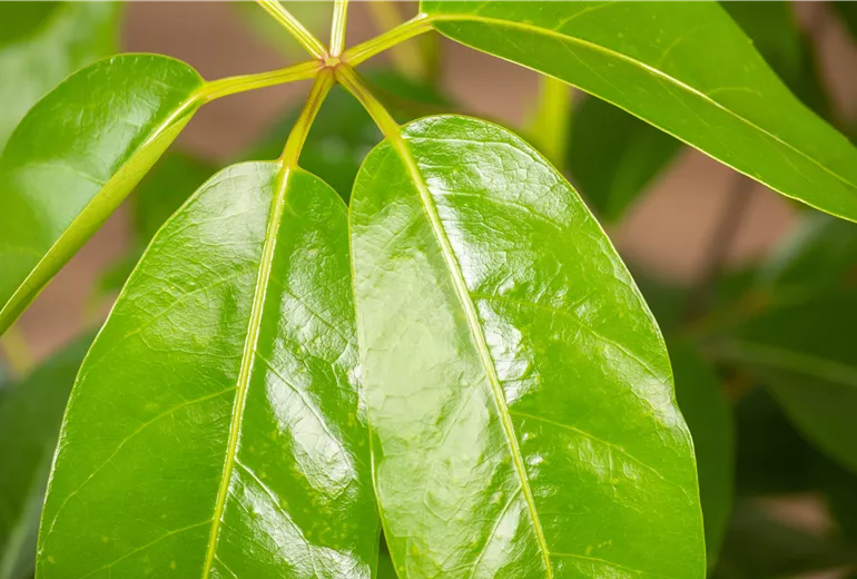 Schefflera arboricola 'Amate' Schefflera arboricola 'Amate'