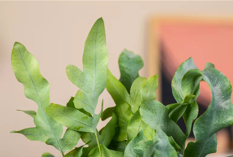 Phlebodium aureum Phlebodium aureum