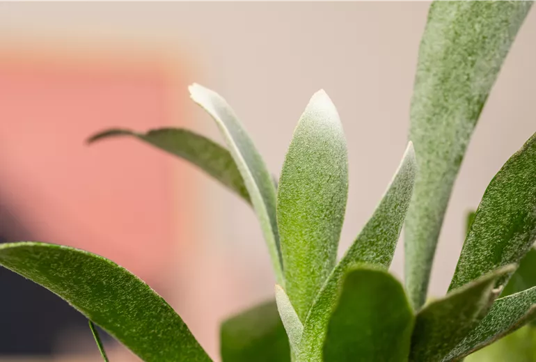 Platycerium bifurcatum Platycerium bifurcatum