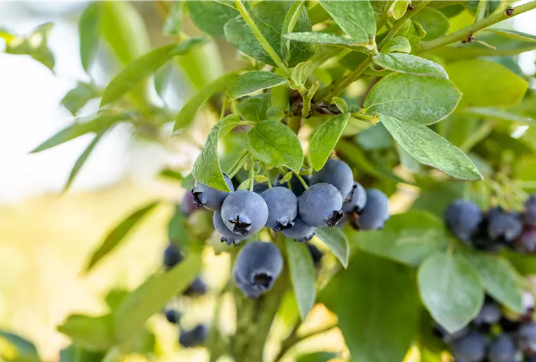 Vaccinium corymbosum 'Blue Jay' Vaccinium corymbosum 'Blue Jay'