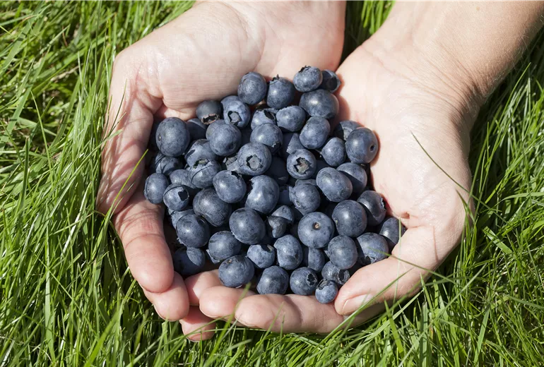 Vaccinium corymbosum Vaccinium corymbosum