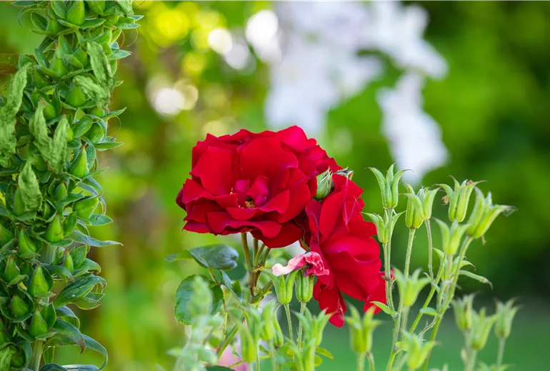 Beetrose, rot Beetrose, rot