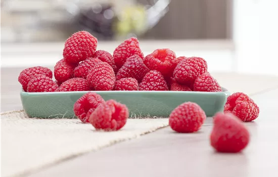 Himbeeren pflanzen und leckere Snacks geniessen Himbeeren pflanzen und leckere Snacks geniessen