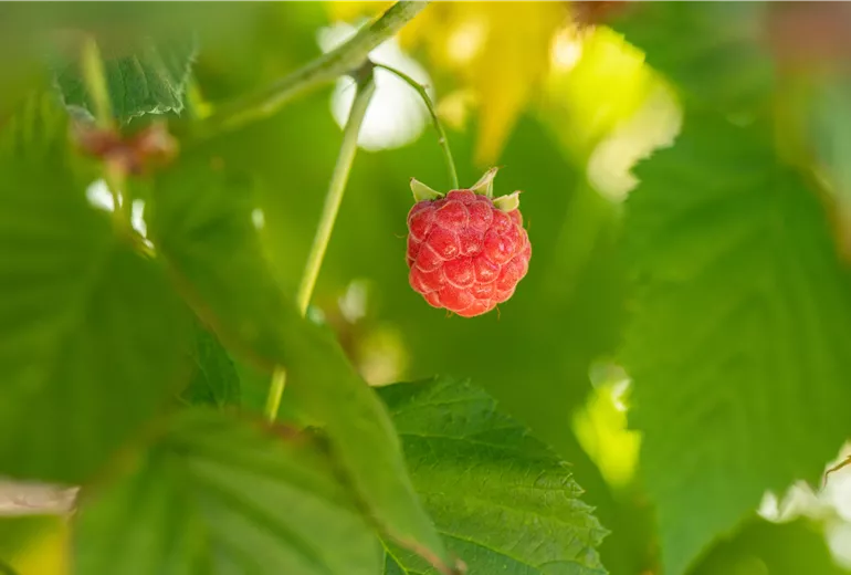 Rubus idaeus Rubus idaeus