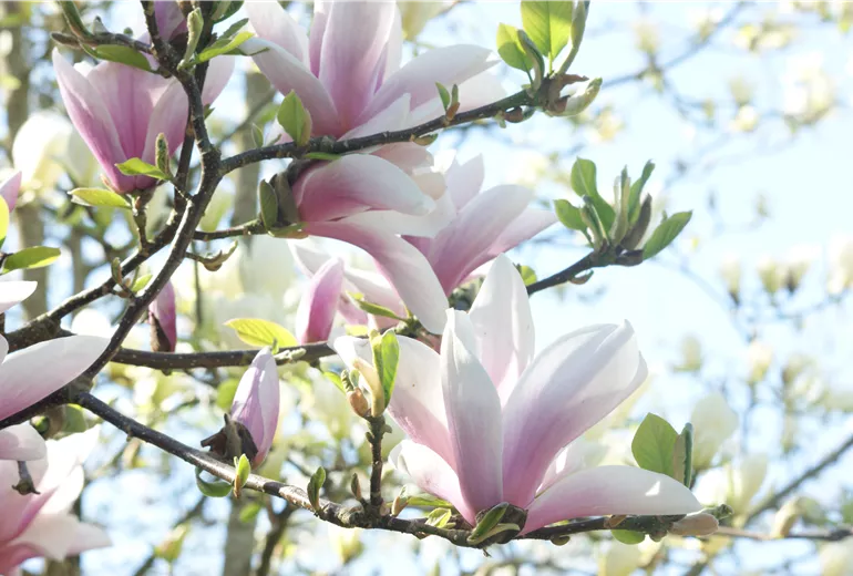 Magnolia x soulangiana Magnolia x soulangiana