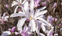 Magnolie 'Susan'