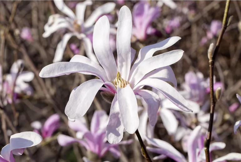Magnolia liliiflora 'Susan' Magnolia liliiflora 'Susan'