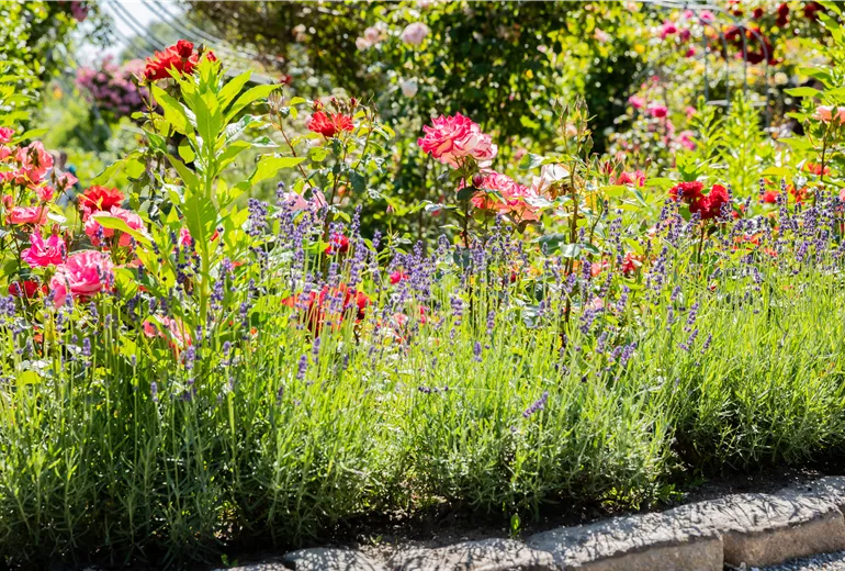 Rosenbeet mit Lavendel Rosenbeet mit Lavendel