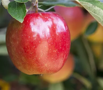 Malus 'Braeburn' Malus 'Braeburn'