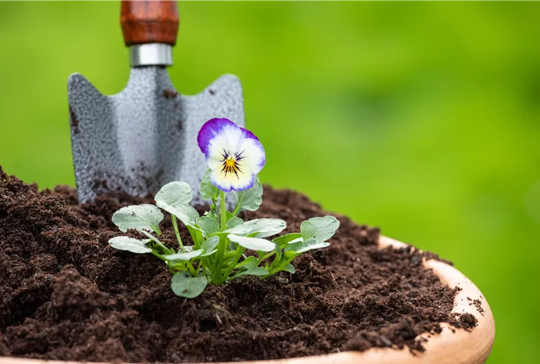 Erde - Hornveilchen einpflanzen Erde - Hornveilchen einpflanzen