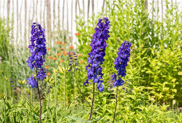 Delphinium x elatum 'Finsteraarhorn' Delphinium x elatum 'Finsteraarhorn'