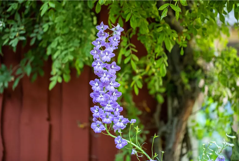 Delphinium belladonna, blau Delphinium belladonna, blau