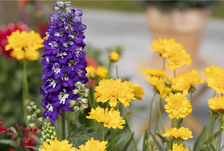 Stauden Quadro Stauden Quadro