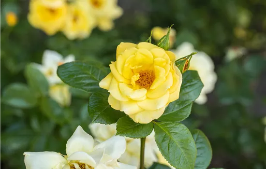Rosenvielfalt entdecken – Rosen haben so viel zu bieten Rosenvielfalt entdecken – Rosen haben so viel zu bieten